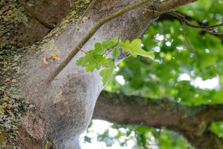 Eichenprozessionsspinner