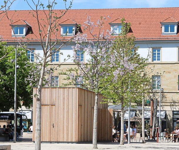 Der Baum links sieht noch ziemlich kahl aus. Im Vergleich dazu blüht der Blauglockenbaum in der Mitte bereits in zartem Violett.