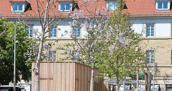 Der Baum links sieht noch ziemlich kahl aus. Im Vergleich dazu blüht der Blauglockenbaum in der Mitte bereits in zartem Violett.