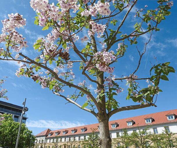 Die Blüten des Blauglockenbaums dienen Instekten als wichtige Nahrungsquelle.