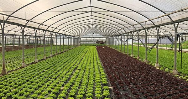 Die Aktion „Gläserne Produktion“ bietet spannende Einblicke in landwirtschaftliche Betriebe. Am 1. Mai geht‘s los.