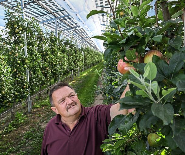 Oben Strom, unten Landwirtschaft: Obstbauer Hubert Bernhard in Kressbronn am Bodensee in seiner Apfelplantage. Über der Plantage ist eine Agri-Photovoltaik-Anlage installiert, die der Stromerzeugung dient.