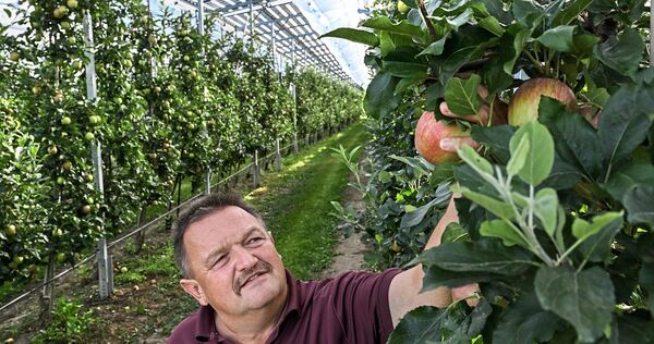Oben Strom, unten Landwirtschaft: Obstbauer Hubert Bernhard in Kressbronn am Bodensee in seiner Apfelplantage. Über der Plantage ist eine Agri-Photovoltaik-Anlage installiert, die der Stromerzeugung dient.