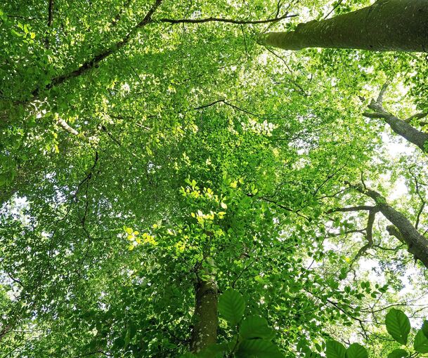 Ein Blick nach oben verheißt pure Entspannung, Ruhe und Regeneration.