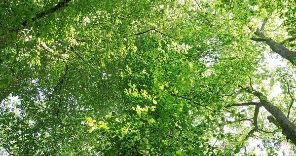 Ein Blick nach oben verheißt pure Entspannung, Ruhe und Regeneration.