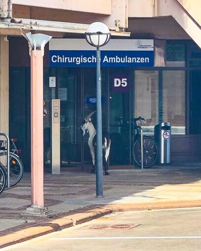 Ausgebüxter Ziegenbock an der Uni-Klinik Freiburg