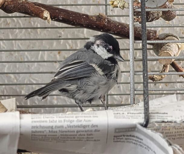 Die kleine Kohlmeise hat sich prächtig gemacht.
