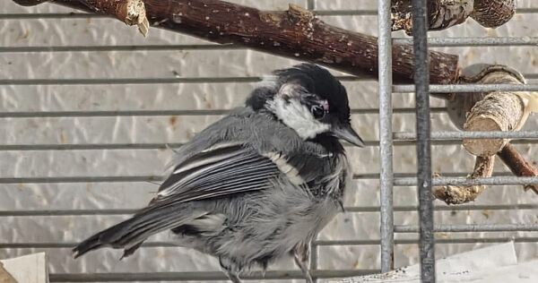 Die kleine Kohlmeise hat sich prächtig gemacht.