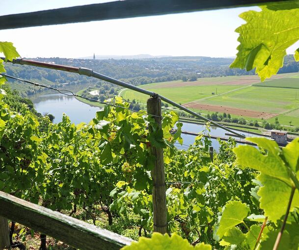 Weinberge und der Neckar gehen wie hier im Ludwigsburger Stadtteil Neckarweihingen eine reizvolle Verbindung ein.