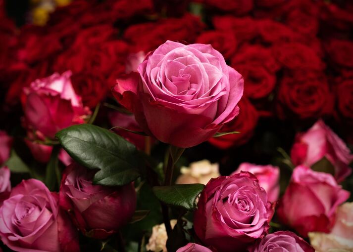 Blumen zum Valentinstag
