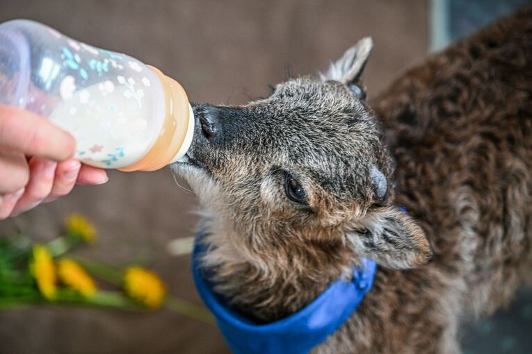 Flaschenlamm begleitet Bürgermeisterin