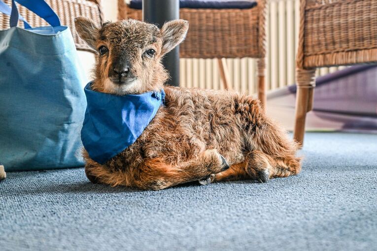 Flaschenlamm begleitet Bürgermeisterin