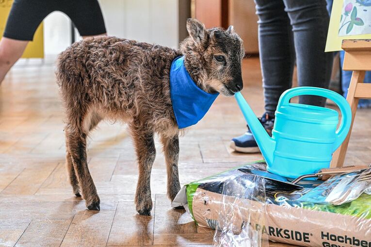 Flaschenlamm begleitet Bürgermeisterin