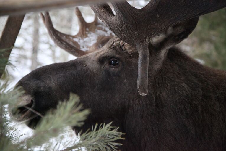 Die große Elchwanderung in Schweden