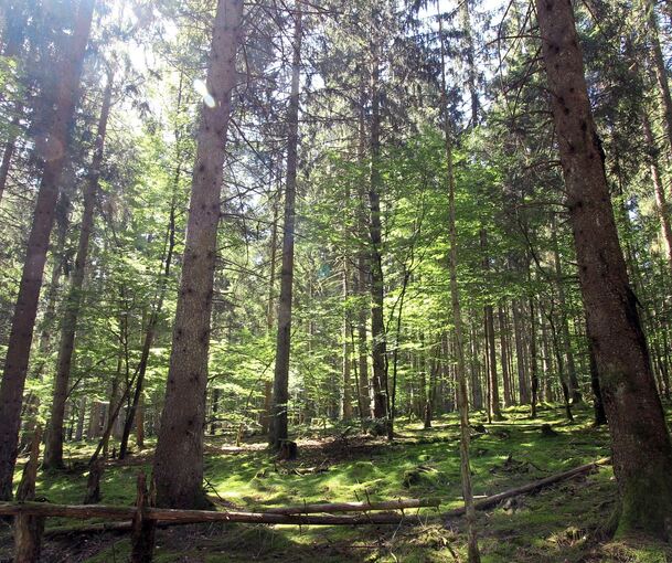 Ein Wald soll in Tamm nicht entstehen, aber ein Bürgergarten als Ort der Begegnung, Erholung und Freizeitgestaltung.