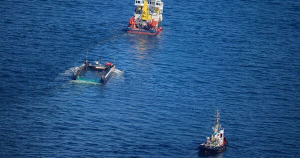 Weitere Entwicklung zum Buckelwal in der Ostsee