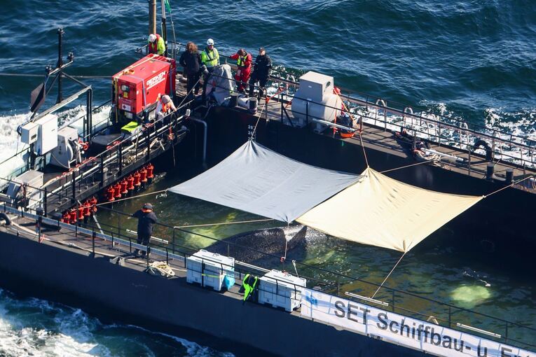 Weitere Entwicklung zum Buckelwal in der Ostsee