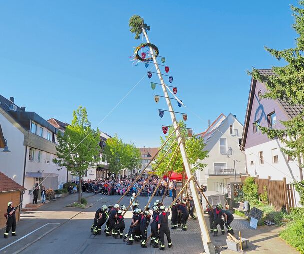 In Pflugfelden wird der Maibaum traditionell von Hand aufgestellt. Mehr als 30 Helfer sorgen für einen reibungslosen Ablauf.