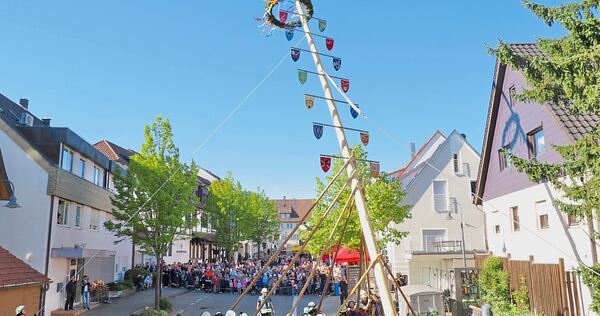 In Pflugfelden wird der Maibaum traditionell von Hand aufgestellt. Mehr als 30 Helfer sorgen für einen reibungslosen Ablauf.