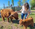 Tanja Schmalzried mit dem aktuellen Herzensbrecher der Herde schottischer Hochlandrinder: Mona, das an Karfreitag zur Welt gekommene Kalb.