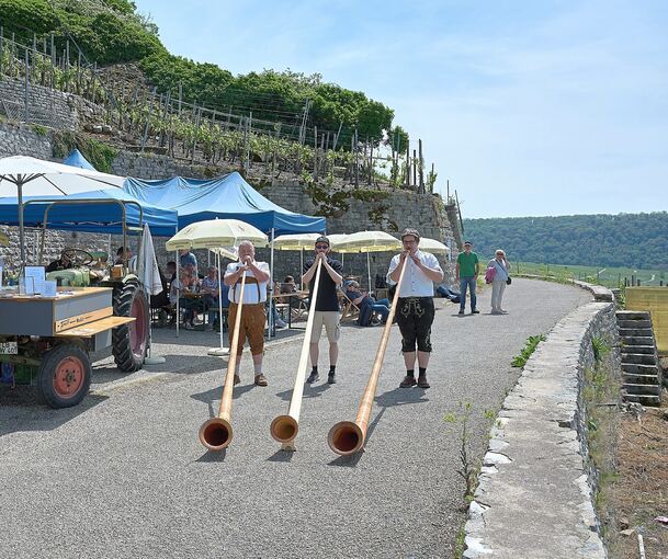 Alphornklänge in den Weinbergen bei Hessigheim.