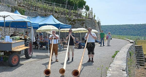 Alphornklänge in den Weinbergen bei Hessigheim.