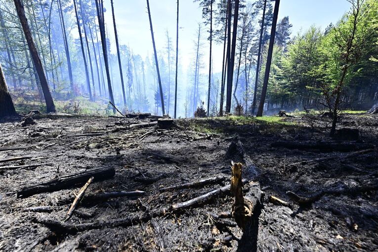 Waldbrand im Nationalpark Böhmische Schweiz
