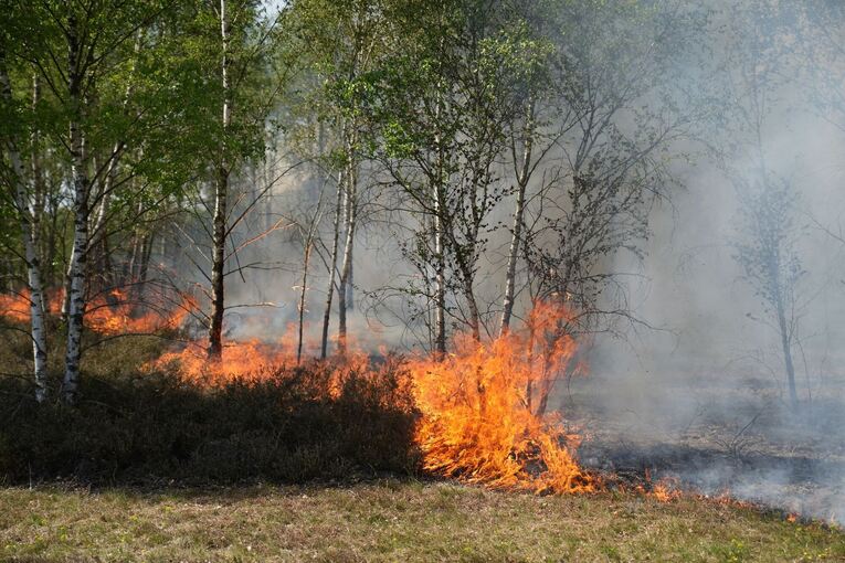 Waldbrand auf munitionsbelastetem Gelände bei Jüterbog