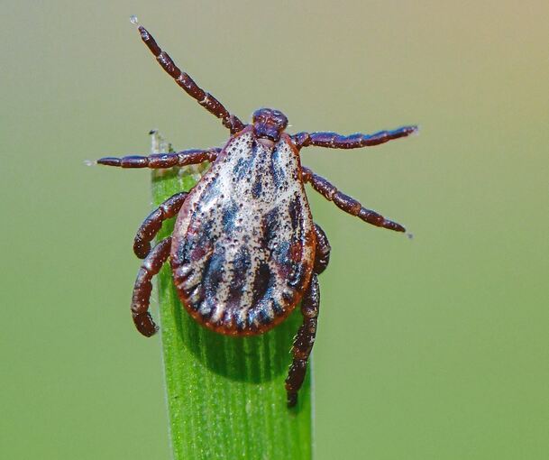 Eine Zecke sitzt auf der Spitze eines Grashalmes. Hier warten die kleinen Blutsauger auf ihre Beute.