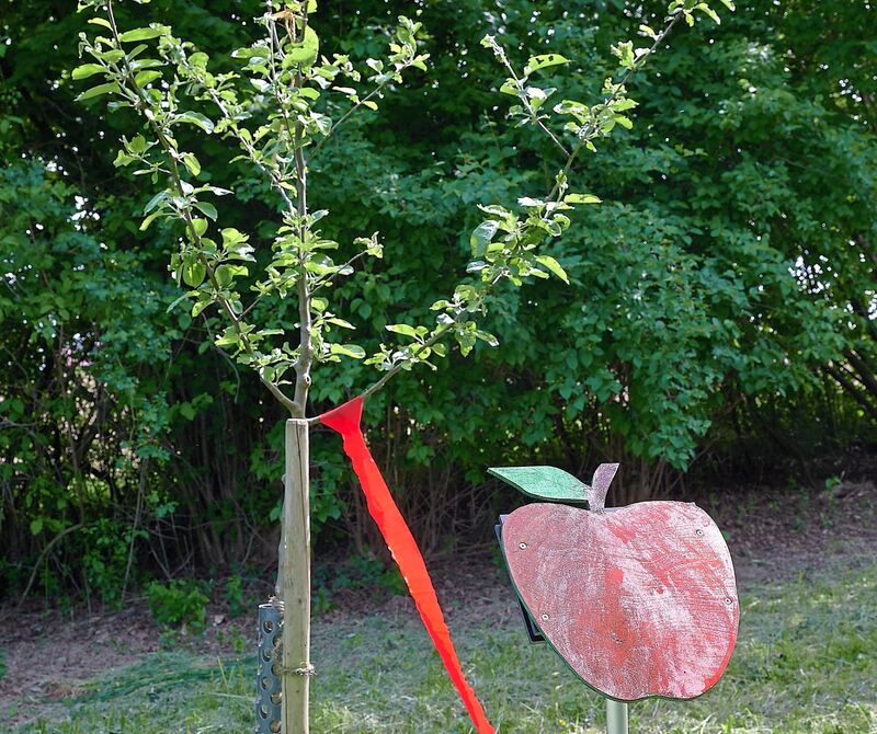 Baum mit zugehörigem Infotext in Klapptafel.
