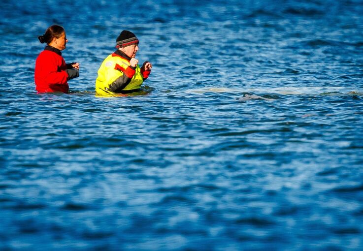 Weitere Entwicklung zum Buckelwal in der Ostsee