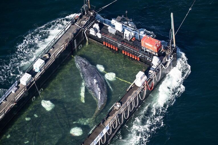Weitere Entwicklung zum Buckelwal in der Ostsee