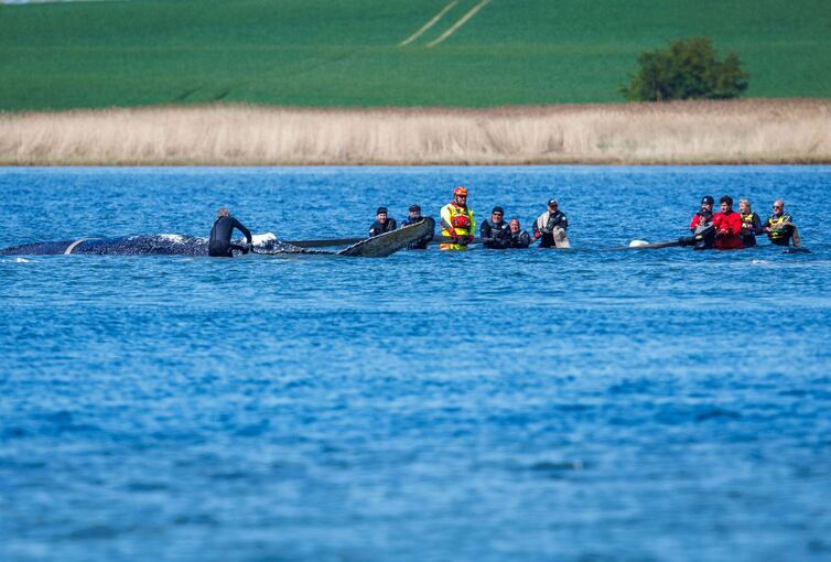 Weitere Entwicklung zum Buckelwal in der Ostsee