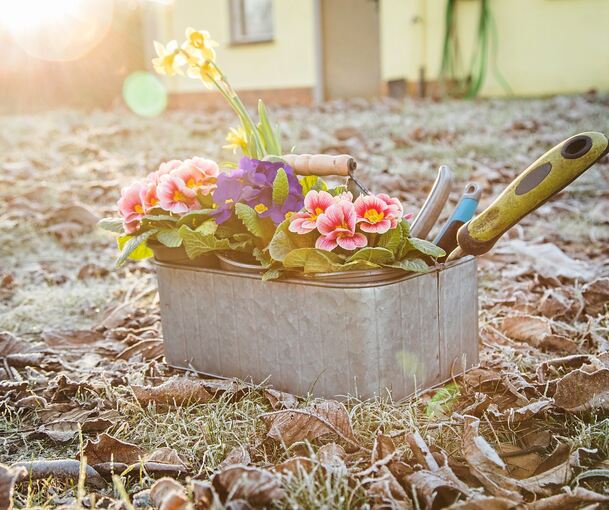 Spätfrost kann zu früh ausgesetzten und schutzlosen Pflanzen schaden.