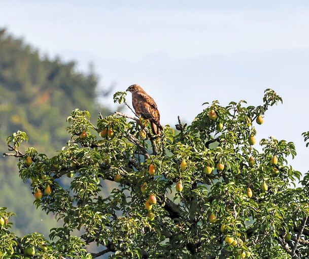 Ein Bussard sitzt in den Wipfeln eines Obstbaums.
