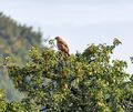 Ein Bussard sitzt in den Wipfeln eines Obstbaums.