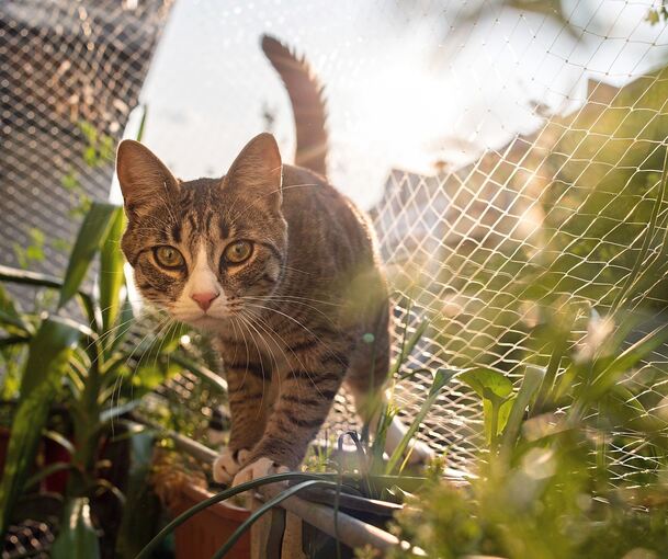 Frei lebende Katzen sind auch in Ludwigsburg ein Problem.