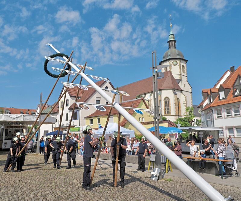 Mit vereinten Kräften wird der Maibaum gestellt.