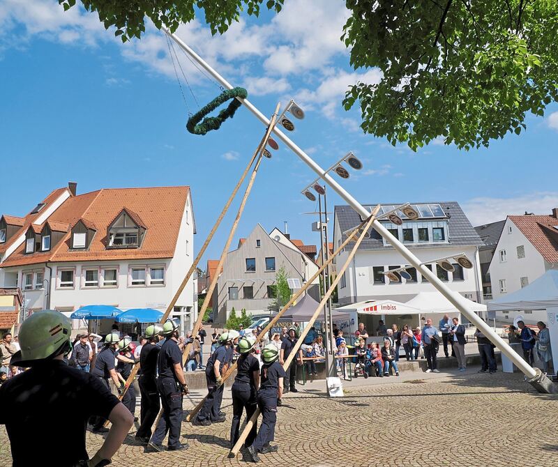 Nur neun Minuten dauert es, bis der Baum steht.