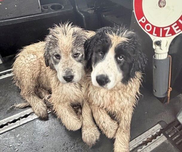 Etwas zerzaust und mitgenommen sehen die beiden Hundewelpen aus, als die Polizei sie in Obhut nimmt. Etwas zerzaust und mitgenommen sehen die beiden Hundewelpen aus, als die Polizei sie in Obhut nimmt.