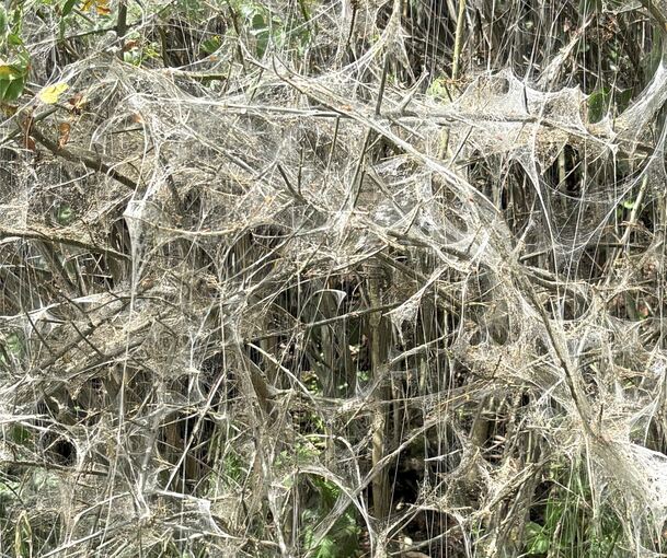 Unappetitlicher Anblick bei Kornwestheim: Die Büsche geisterhaft eingesponnen, an den Fäden Myriaden von Raupen.