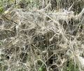 Unappetitlicher Anblick bei Kornwestheim: Die Büsche geisterhaft eingesponnen, an den Fäden Myriaden von Raupen. Unappetitlicher Anblick bei Kornwestheim: Die Büsche geisterhaft eingesponnen, an den Fäden Myriaden von Raupen.