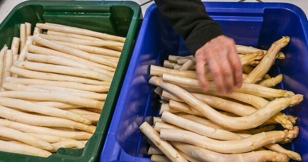 Spargelsaison in Brandenburg