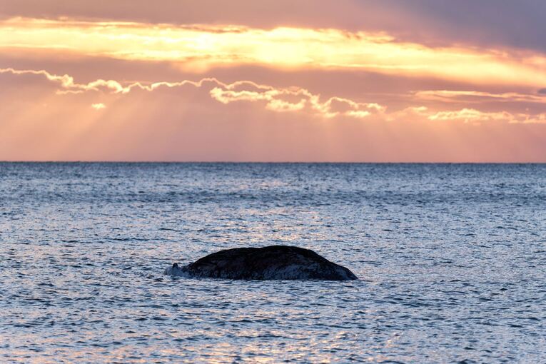 Toter Wal vor dänischer Insel Anholt entdeckt