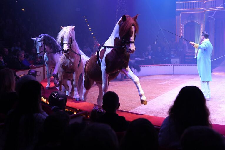 Circus Roncalli - Pferde Circus Roncalli - Pferde