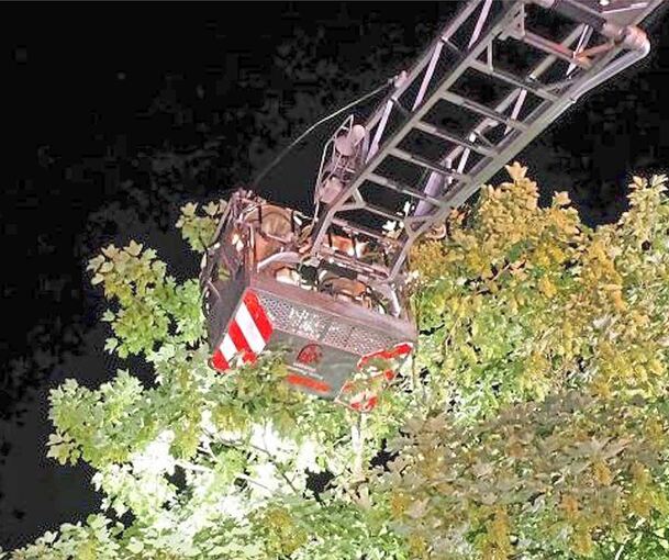 Rettungsktion in fünf Metern Höhe.