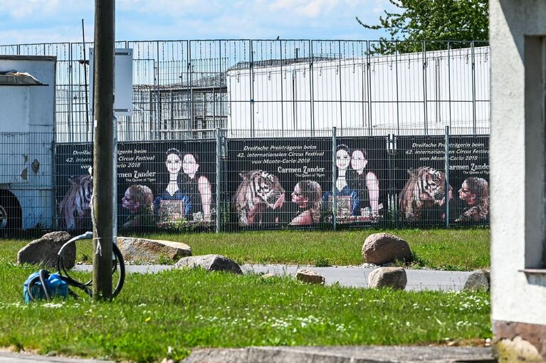 Ausgebrochener Tiger - Tag danach Ausgebrochener Tiger - Tag danach