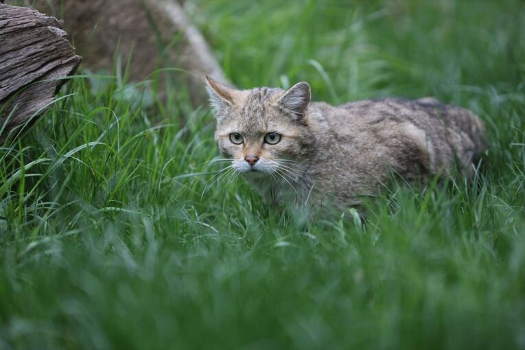 Wildkatze Wildkatze