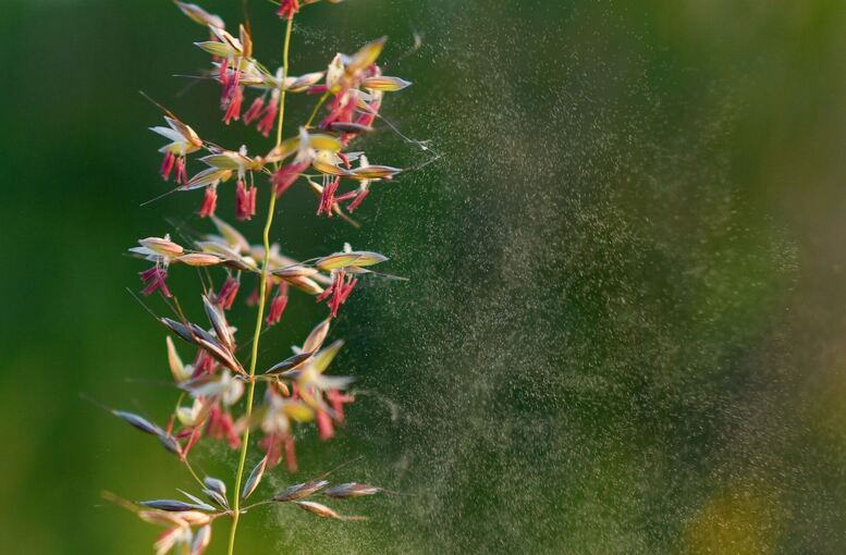 Gräserpollen