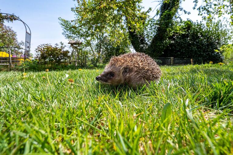 Ein Igel läuft in einem Garten durchs Gras Ein Igel läuft in einem Garten durchs Gras